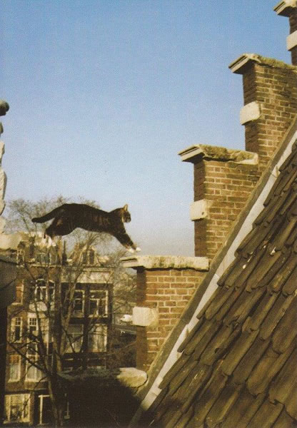 Reissue Vliegende Poes